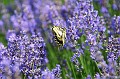 479_7980_Schmetterling im Lavendel